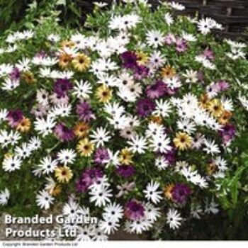 Osteospermum 'Falling Stars™'