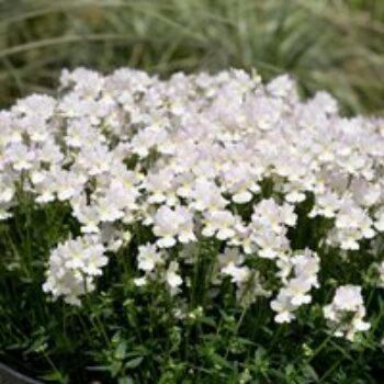 White Hanging Basket Duo