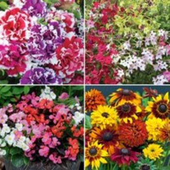 Summer Bedding Collection