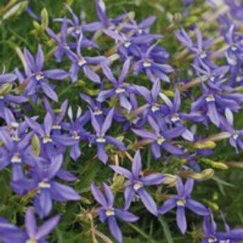 Laurentia 'Indigo Stars'