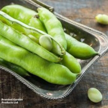 Broad Bean 'The Sutton'