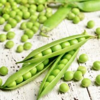 Pea 'Champion Of England' (Maincrop)