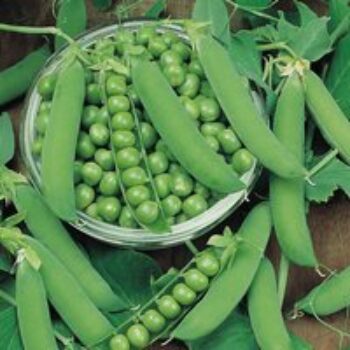 Pea 'Ambassador' (Maincrop)