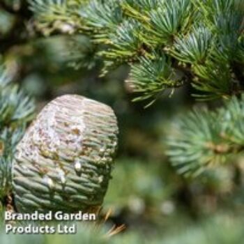 Cedrus atlantica