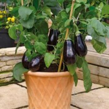 Aubergine 'Scorpio' (Grafted)