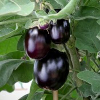 Aubergine 'Jackpot'