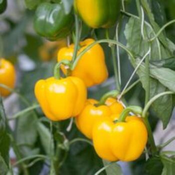 Sweet Pepper 'Campor' (Grafted)