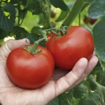 Tomato 'Alicante'