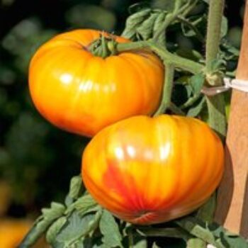 Tomato 'Buffalosun' (Grafted)