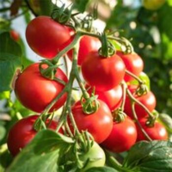 Tomato 'Shirley' F1 Hybrid (Grafted)