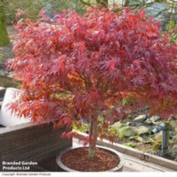 Acer Palmatum 'Peve Dave'