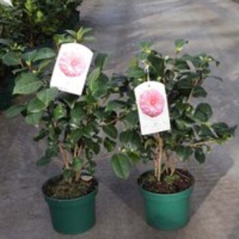 Camellia japonica 'Virginia Franco'