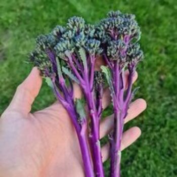 Broccoli 'Purplelicious'