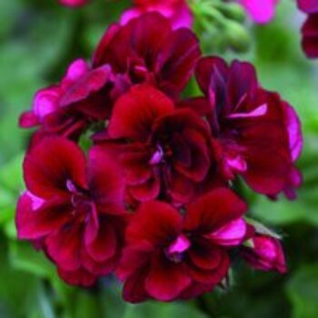 Geranium 'Grandeur® Ivy Velvet'