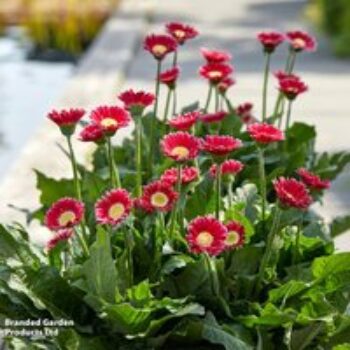 Gerbera garvinea 'Cheeky Magenta'