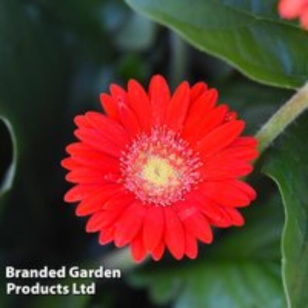 Gerbera garvinea 'Cheeky Red'