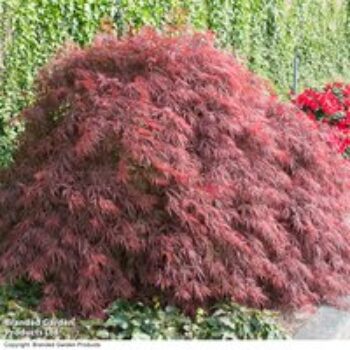 Acer palmatum 'Crimson Queen'