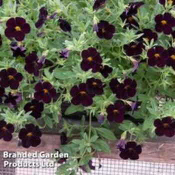 Calibrachoa 'Can-Can Black Cherry'