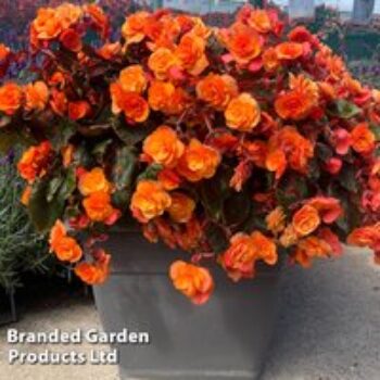 Begonia 'Catrin'