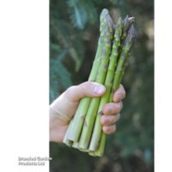 Asparagus 'Guelph Eclipse'