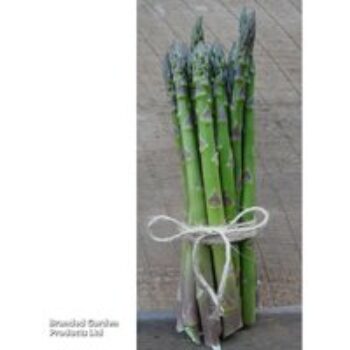 Asparagus 'Guelph Equinox'