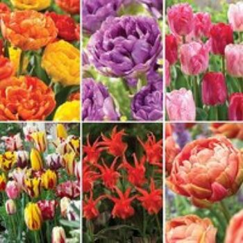 Nurserymans Choice Tulips