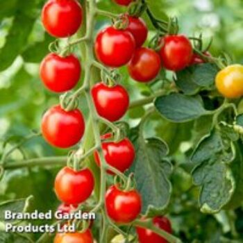 Tomato 'Crimson Cherry'