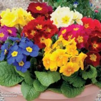 Primula eliator 'Crescendo® Mixed' F1 Hybrid