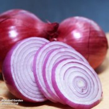 Onion 'Red Karmen' (Spring Planting)