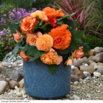 Begonia 'Majestic Apricot Shades Mix'