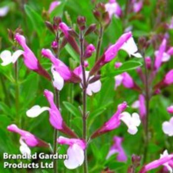 Salvia greggii 'Joy'