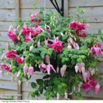 Fuchsia 'Giants Bella Rosella'