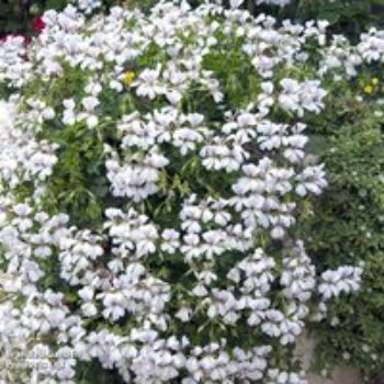 Geranium peltatum 'White'