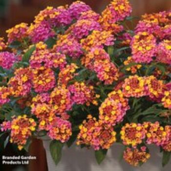 Lantana 'Passion Fruit'