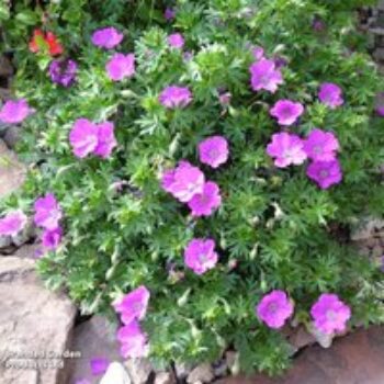 Geranium 'Little Charmer'