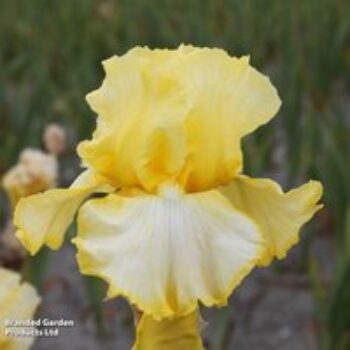 Iris 'Little Mary Sunshine'