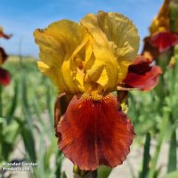 Iris 'Grand Chief'