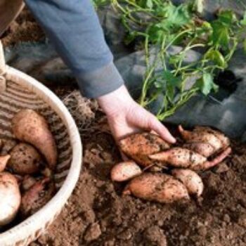 Sweet Potato 'Beauregard Improved'