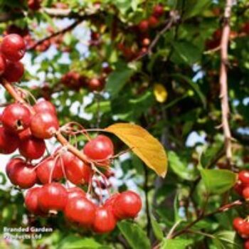 Crab Apple 'Gorgeous'