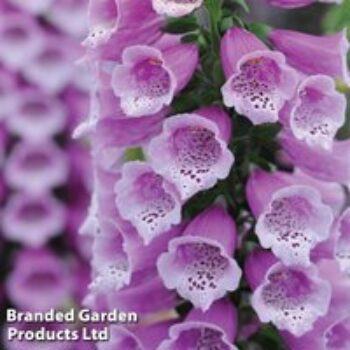 Foxglove 'Dalmatian Purple'