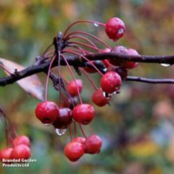 Crab Apple 'Profusion'