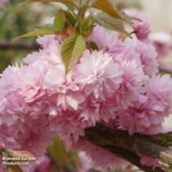 Prunus 'Kiku-shidare-zakura'