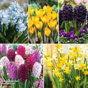 101 Colourful Spring Bulb Collection