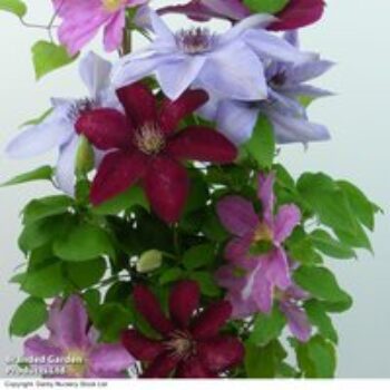 Nurseryman's Choice Climber Collection