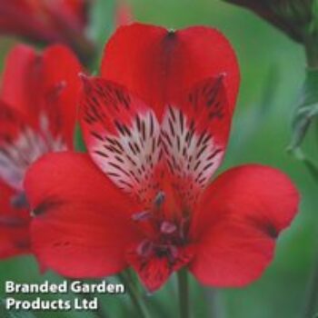 Alstroemeria 'Nirvana'