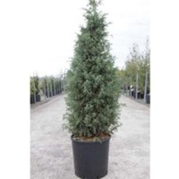 Juniperus rigida subsp. conferta 'Blue Pacific'