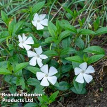 Vinca minor f. alba