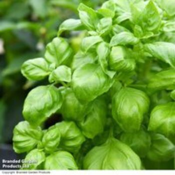 Herb 'Basil Genovese' (Organic) - Seeds