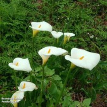 Arum Lily 'Crowborough' (Marginal Aquatic)