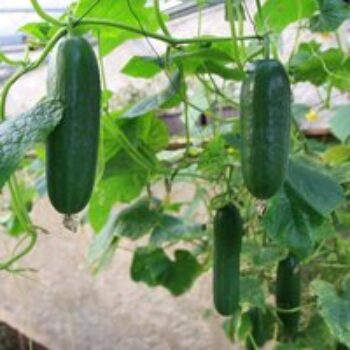 Cucumber 'Mini Stars' F1 Hybrid (Grafted)